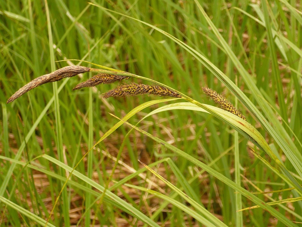 Carex acutiformis (Cyperaceae)